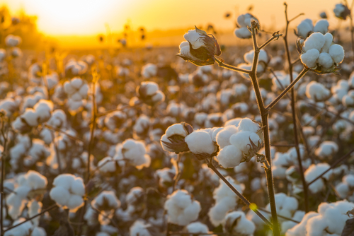 The Woman Inventor That Saved the Cotton Industry