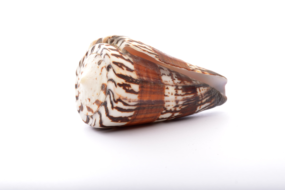 Could Cone Snails Hold the Key to Pain Innovation?